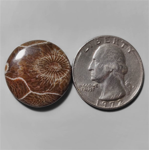 Coral|Fossil Coral