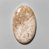 Agate|Palmroot