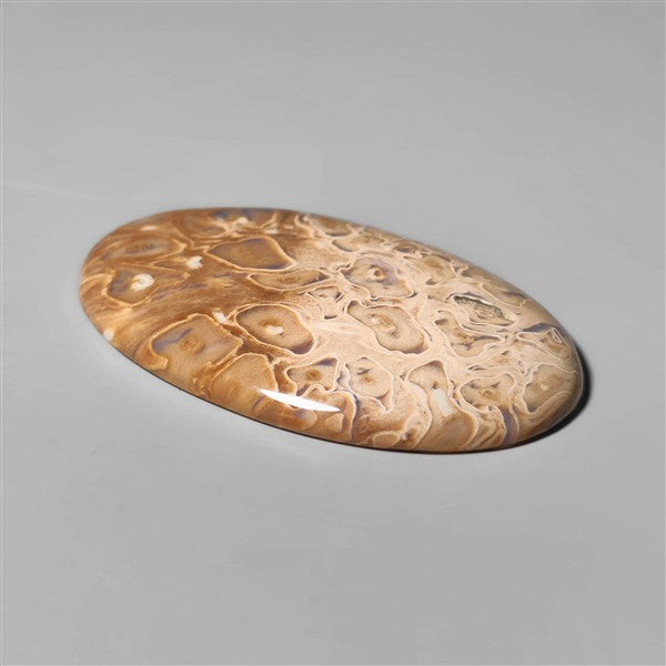 Agate|Palmroot