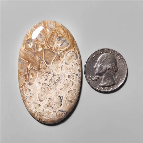 Agate|Palmroot
