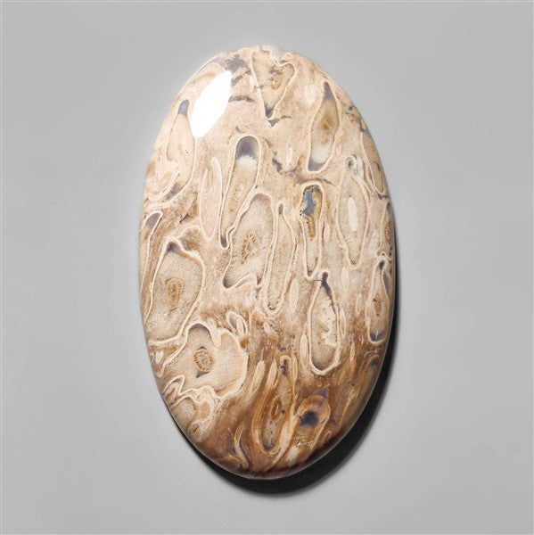 Agate|Palmroot