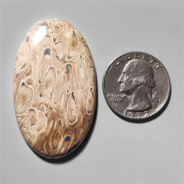 Agate|Palmroot
