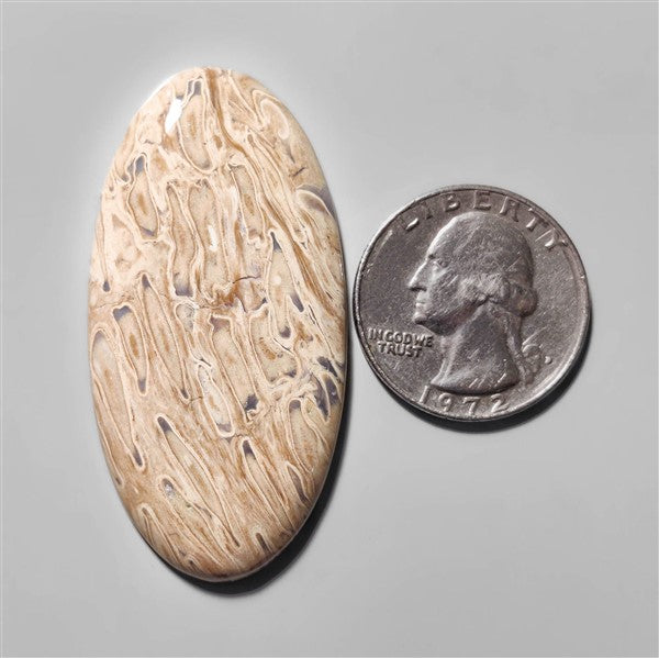 Agate|Palmroot