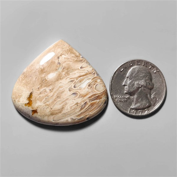 Agate|Palmroot