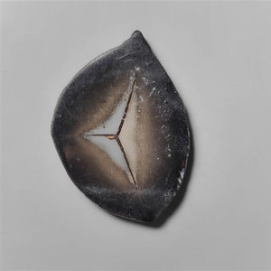 Balck Septarian Fossil