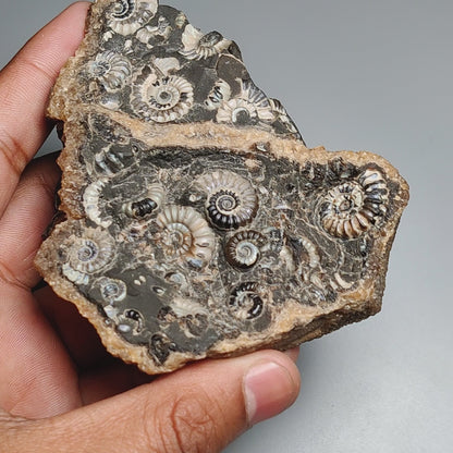 Rare Large Fossil Marston Marble Ammonite Fossil