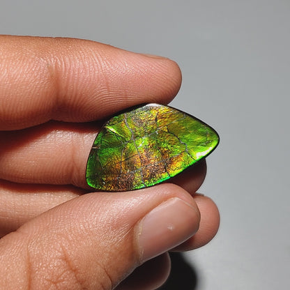 AAA Ammolite