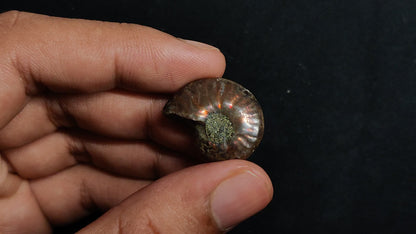 Rare Opalized Ammonite Fossil with Ammolite Sheen