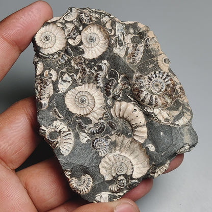 Rare Large Fossil Marston Marble Ammonite Fossil