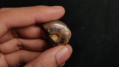 Rare Opalized Ammonite Fossil with Ammolite Sheen