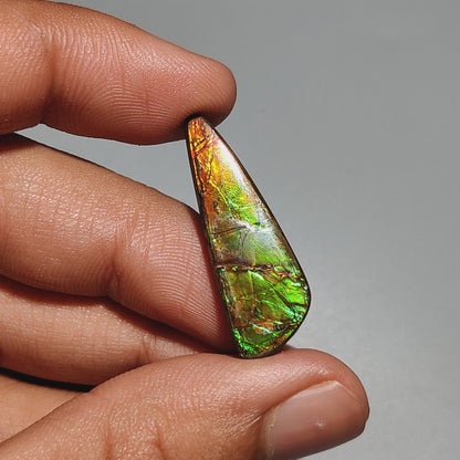 AAA Ammolite