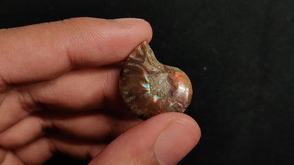 Rare Opalized Ammonite Fossil with Ammolite Sheen