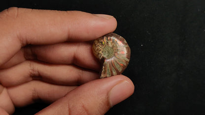 Rare Opalized Ammonite Fossil with Ammolite Sheen