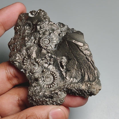 Uber Rare Pyritized Marston Marble Raw Fossil