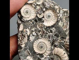 Rare Large Fossil Marston Marble Ammonite Fossil