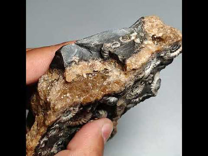 Rare Large Fossil Marston Marble Ammonite Fossil