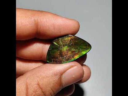 AAA Ammolite
