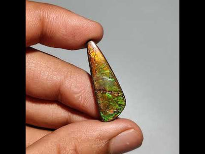 AAA Ammolite